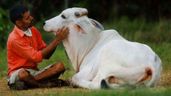 No 'Cow Hug Day' On February 14, Centre Withdraws Appeal