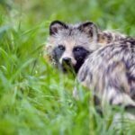 New Data Links Pandemic’s Origins to Raccoon Dogs at Wuhan Market