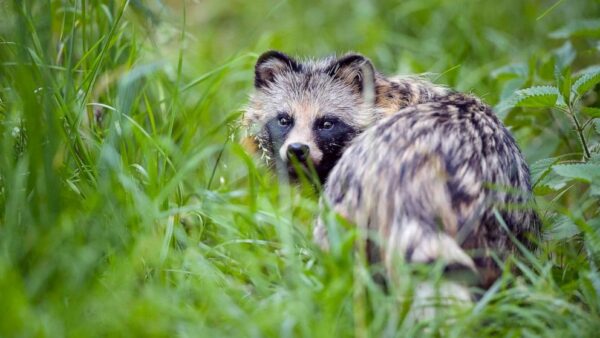 New Data Links Pandemic’s Origins to Raccoon Dogs at Wuhan Market